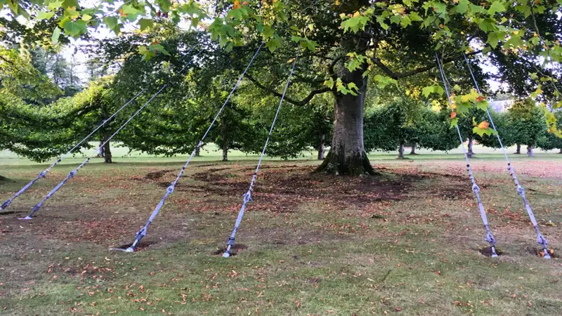 Tree Anchoring (6).png