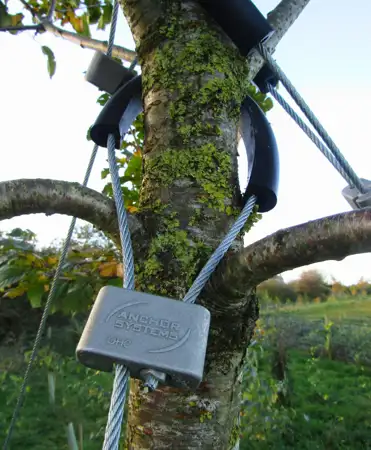 Tree Anchoring (5).png
