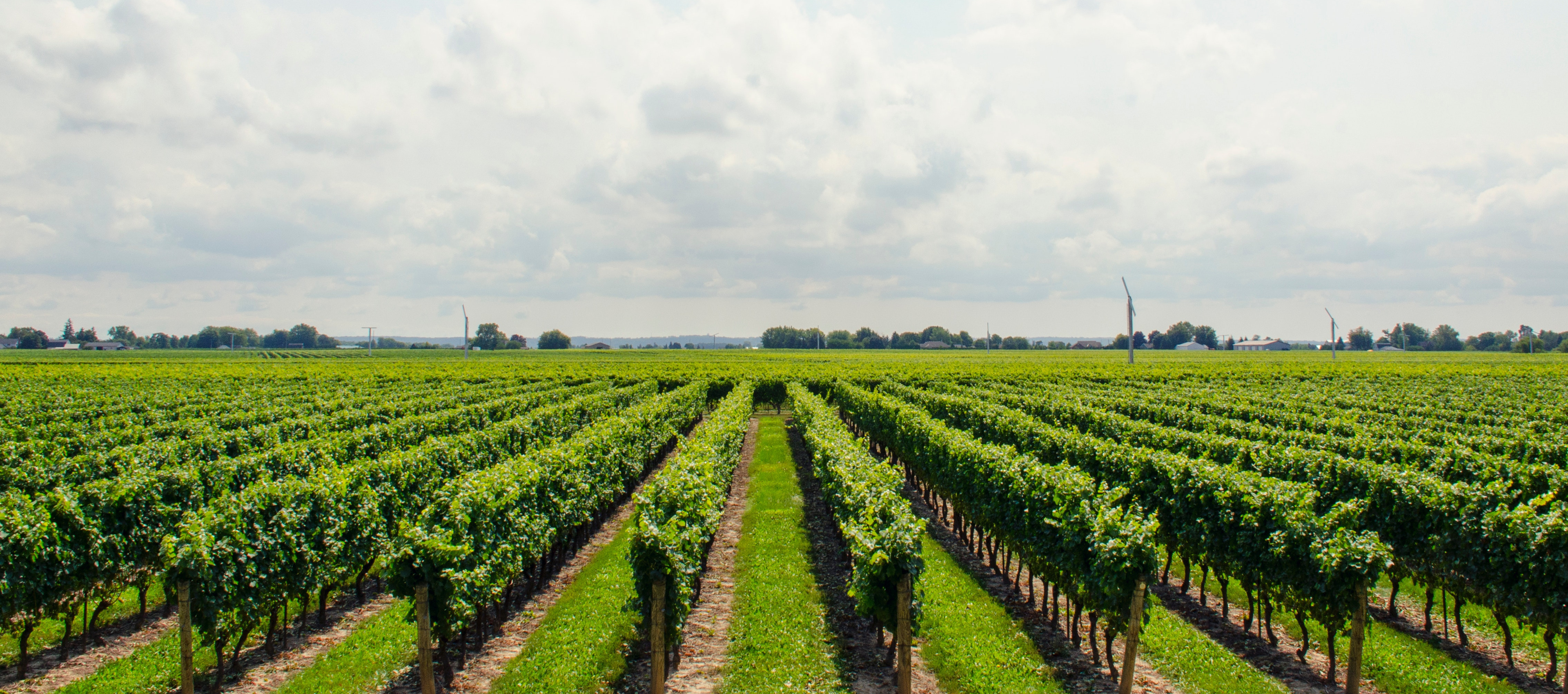 Vineyards.png