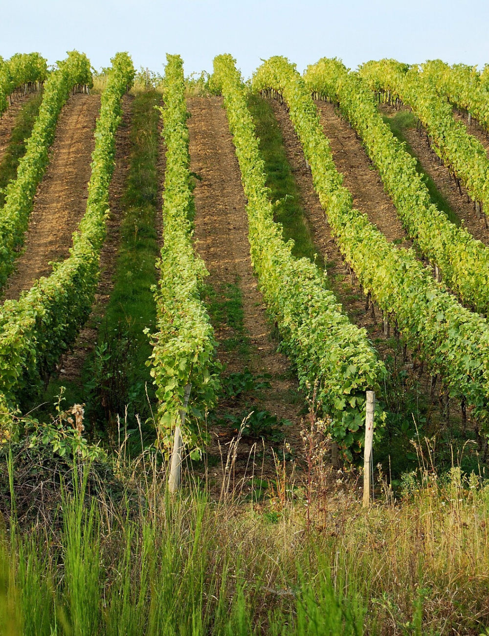 Horticulture & Agriculture