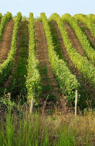 Horticulture & Agriculture