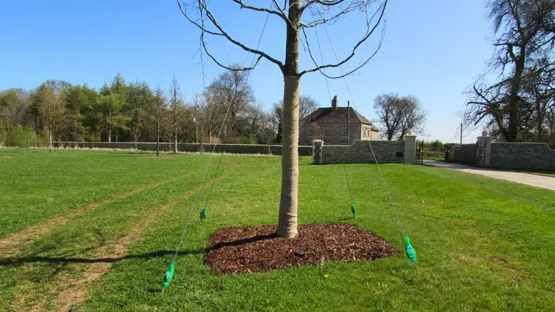 Tree Anchoring (8).png