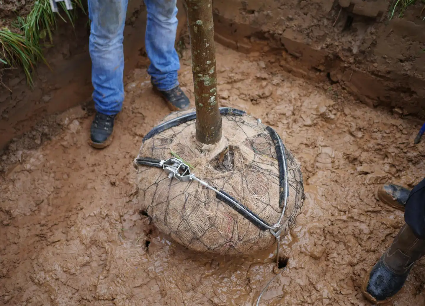 Tree2.jpg