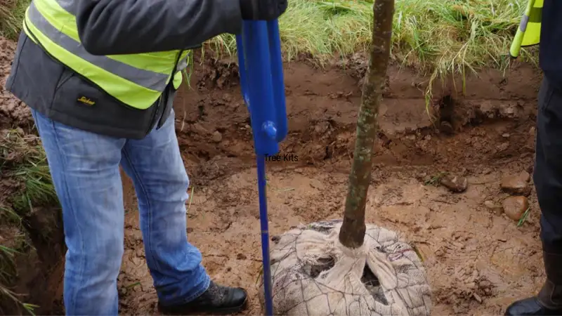 Tree Anchoring (12).png