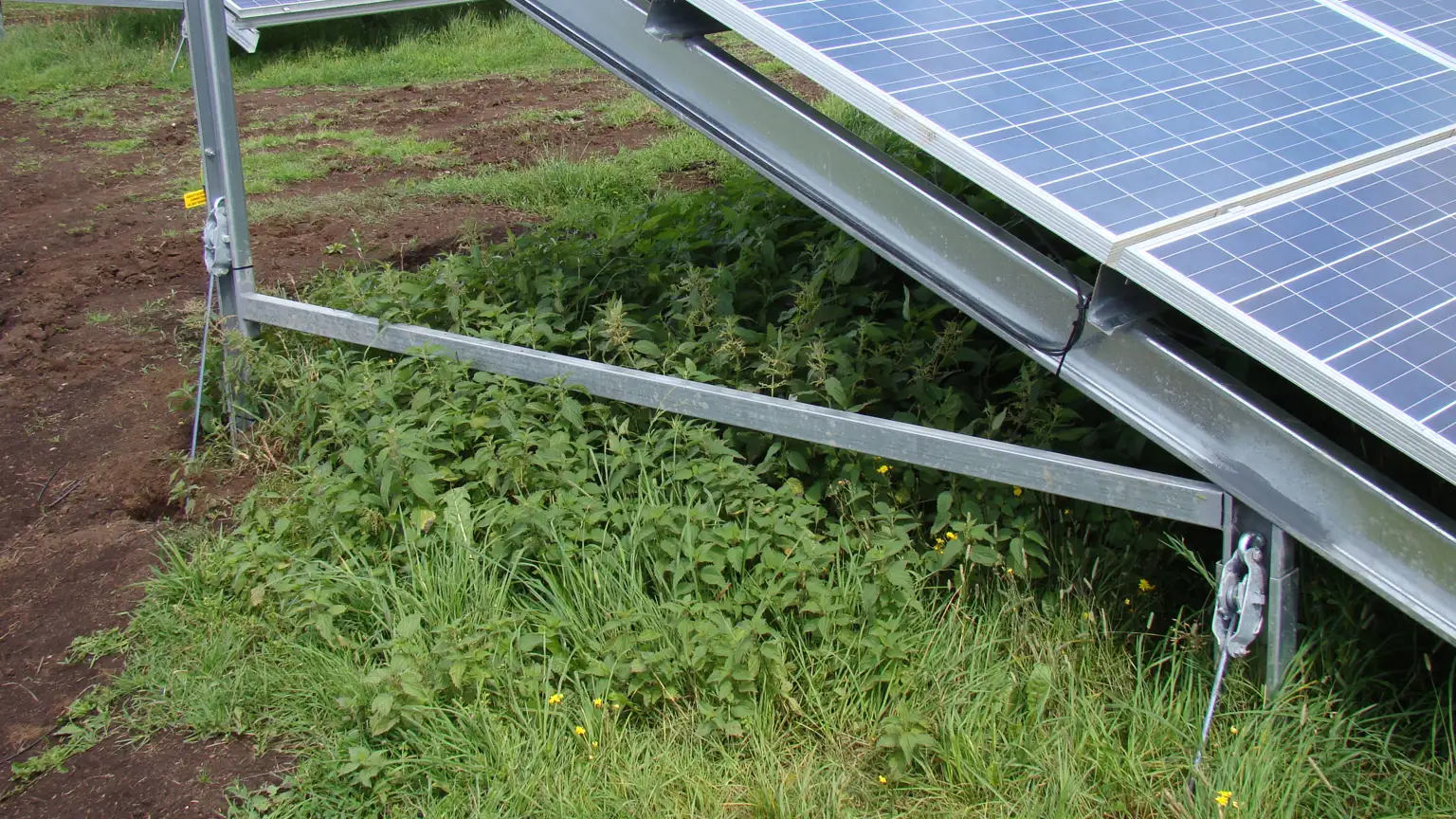 BLACK BUSH SOLAR FARM (4).JPG