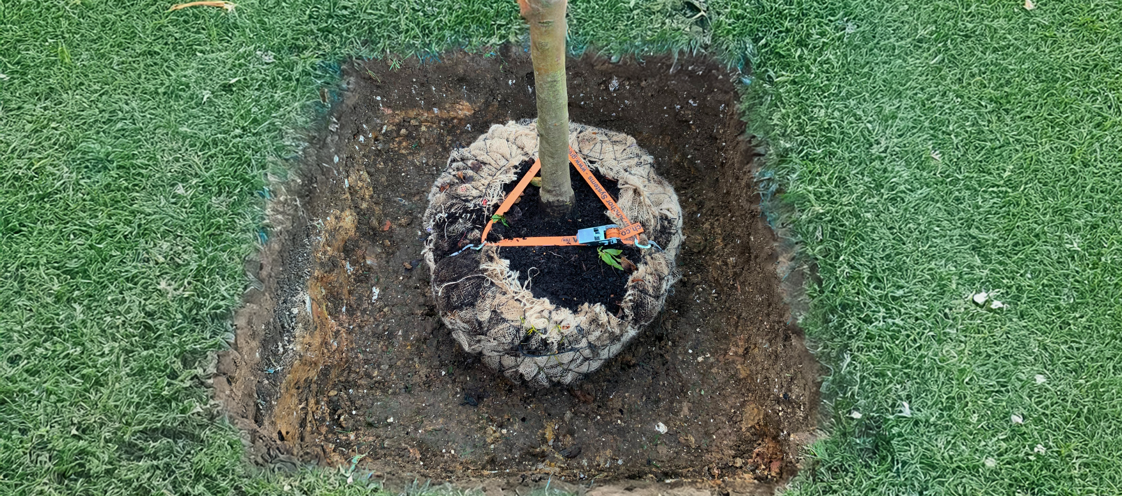 Tree Anchoring.png