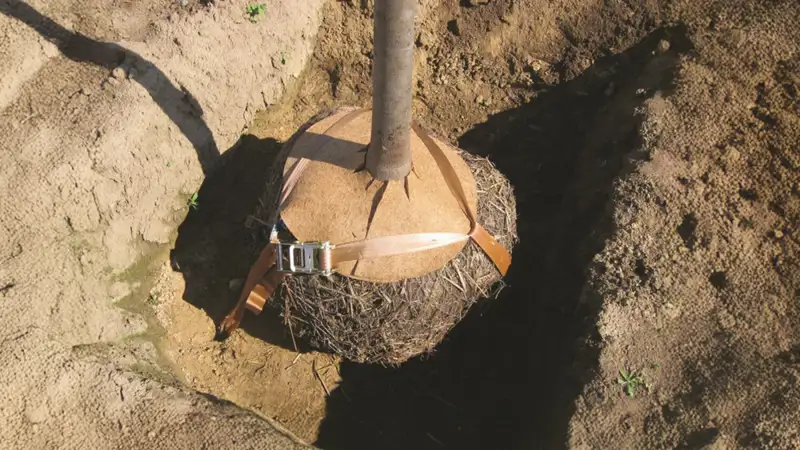 Tree Anchoring (10).png