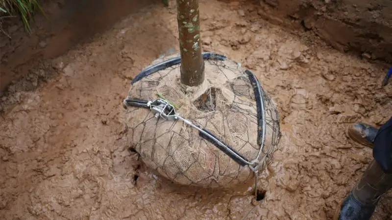 Tree Anchoring (11).png