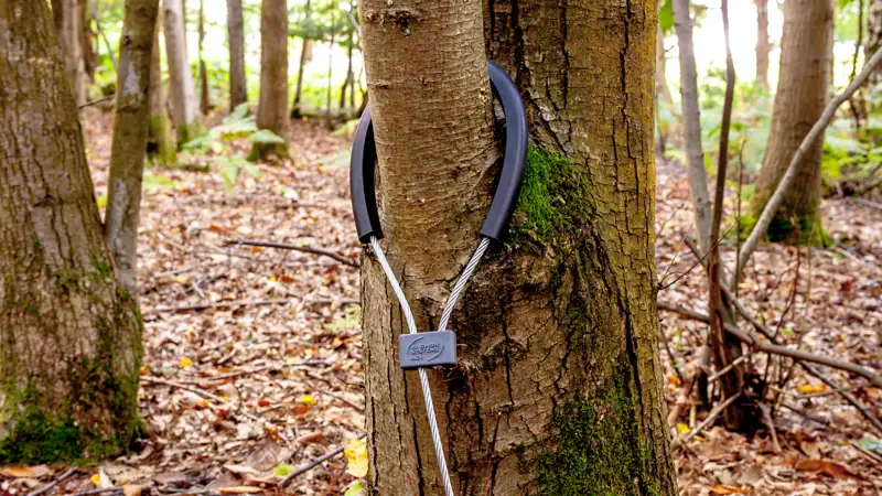 Tree Anchoring (14).png